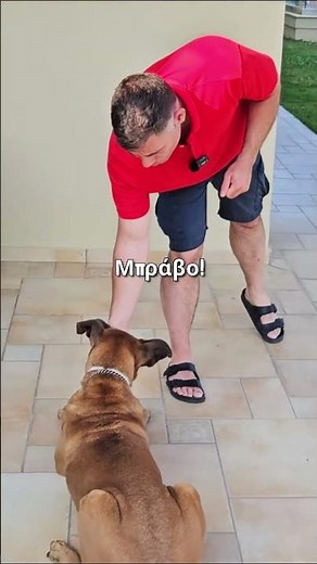 Κάνε αυτήν την άσκηση κάθε μερα #εκπαίδευσησκύλων