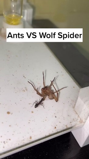 Feeding My Ants: Wolf Spider Protein Feast