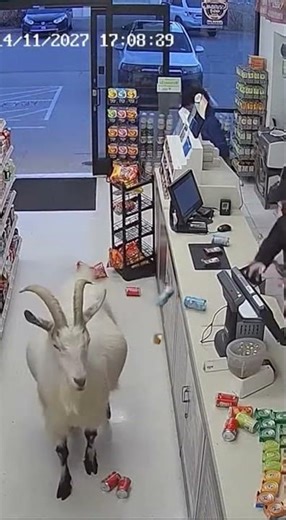 CCTV: Goat Magnet Chaos at Gas Station 🐐
