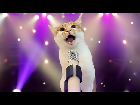 Take Me Home ❤️ The Cat Song - The Singing Cat Catchy Tune