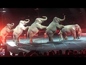 Elephants Circus Xtreme 🐘🎪