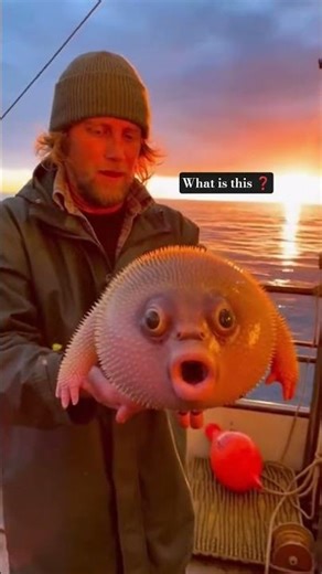 This fish has a human face! 👁️👄👁️ #shorts