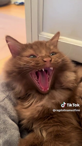 Big Yawns: Ragdoll Cat Cuddles and Sleepy Moments