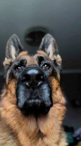 I won’t apologize for who I am, mother 😏 Get a hamster if you’re not happy with my barking 🤣 #germanshepherd #gsd #dog #doglover #dogsofinstagram #dogs #doglife #funny #comedy #pets #trending #viralvideoシ #cooperthegs #humor #pet #dogsofinstagram #ilovemydog #gsdlife #instadog | Cooper Gsd