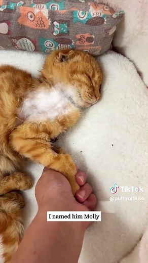 Cat Rescue: Freeing a Feline from a Fishing Net