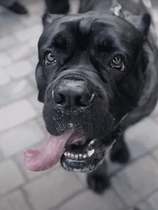 WATCH The Largest Cane Corso Ever Recorded - NewsBreak