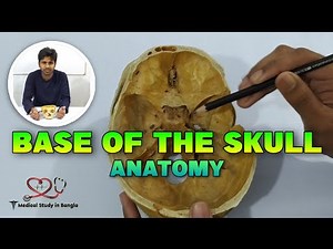 Base of the skull anatomy in bangla ~ Cranial fossa, foramen contents|| Medical Study in Bangla