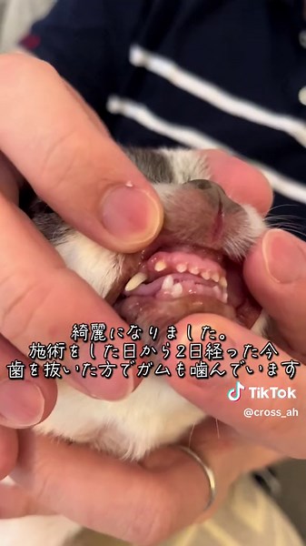 Dog Dental Cleaning Procedure Explained