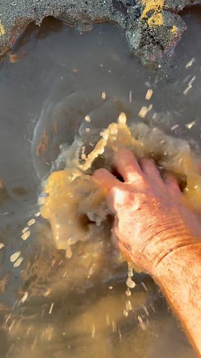 Collecting clams Sunday was so sunny and warm , such a great day for getting cockles / clams and making a nice entree dish. #outdoors #cooking #adventure #living #family #food #fun #together #love #seafood #clams #chef #catch #cook #grateful #son #daughter #lifestyle #eat | Nathan Holland