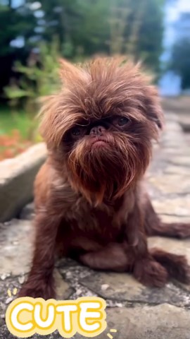A Day in the Life of a Grumpy Griffon Dog – Understanding Depression and Anxiety