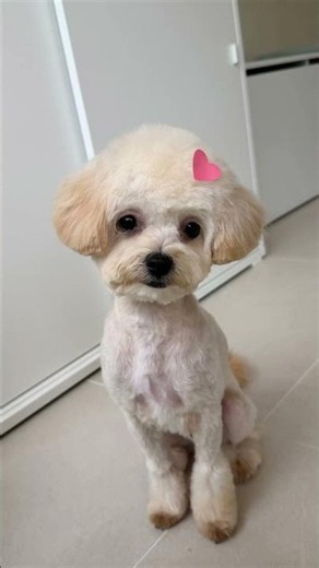 쿠림