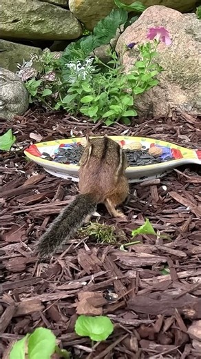 Chipmunk's favorite seed bowl 🐿️ #CatTV #Relaxing #Wildlife