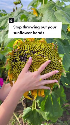 Grilled Sunflower Head Recipe