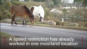 Would lower speed limits on Bodmin Moor keep wildlife and livestock safer? Plans to create a 40mph speed limit right across the moor are being considered by Cornwall Council. What do you think? | BBC Cornwall