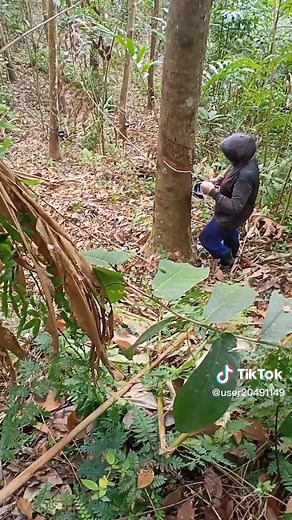 Tapping Trees for Natural Sap Collection Techniques