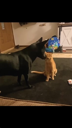 WWE cats #cats #funnycat #funnyanimals #catsoftiktok #