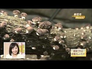 林しいたけ農園 テレビ出演映像