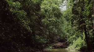 Recording the Rainforest