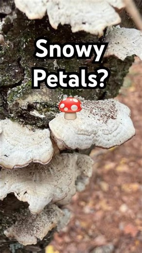 Nature’s Art: Ruffled Polypore | Lifeline Instrumental