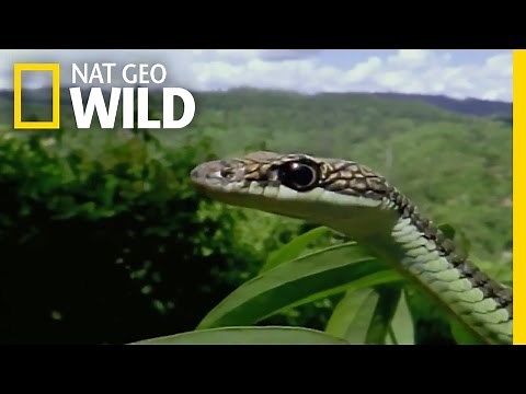 Borneo's Flying Reptiles | Wild Borneo