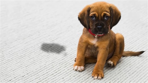 Don't let your puppy become unmanageable