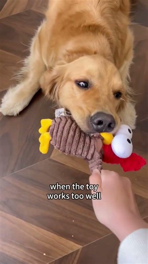 My dog's toy collection he refuses to share #goldenretriever #petvideos #shorts