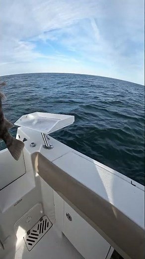 Fishing For Blackfish Using Jigs