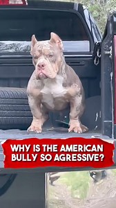 62K views · 1.2K reactions | Why is the American Bully so Dangerous ⚠️  #animals #dog #fyp #richyvidz #americanbully | Animal Lover | Facebook