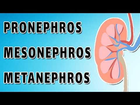 Kidney Development