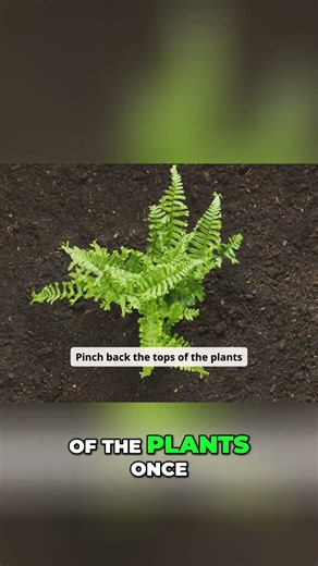 Maximize Pepper Harvest: Essential Pruning Techniques Explained #shorts