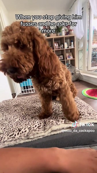 Milo the Cockapoo on TikTok