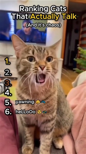 Ranking The Funniest “Talking” Cats Ever