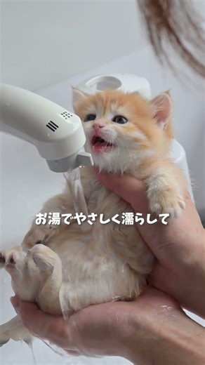 お風呂好きな子猫を発見しました🫧