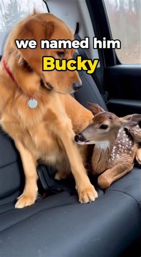 Rescued Baby Fawn From Bear... ❤️🦌🐻 #animalshorts #viral #wildlife