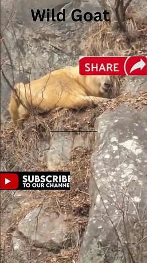 The wild Goat | Ibex or Bezoar Goat. #shorts #wildlife #venomouscreatures #animals