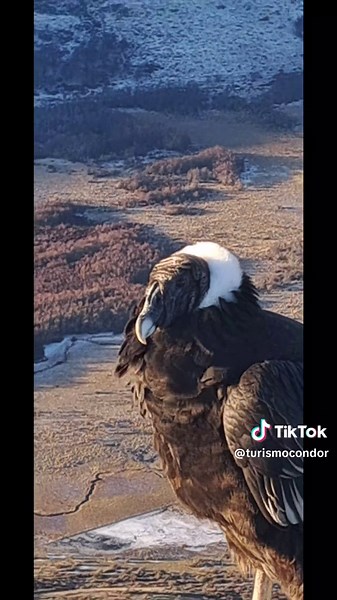 Explora la majestuosidad del Cóndor Andino