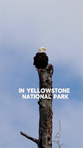 9.6K views · 631 reactions | A bald eagle in Yellowstone National Park #outdoors #animals #fblifestyle #nature | Michael Hodges, Author | Facebook