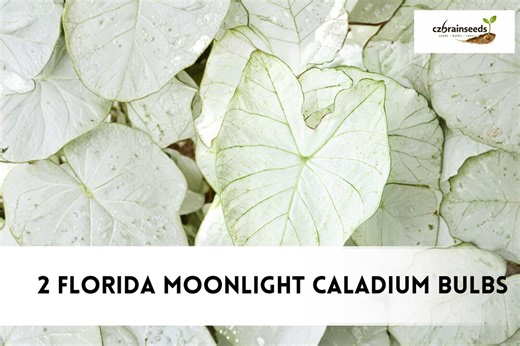 2 Florida Moonlight Caladium Bulbs | Caladium Bicolor White Foliage Plant, Shade Garden Tropical Bulbs, Elephant Ear Type - Etsy