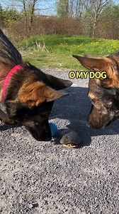 192K views · 12K reactions | Jade & Jasper the German Shepherds Are...