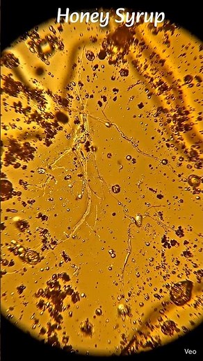 Honey vs Sugar #sugar #Honey #SugarSyrup #science #microscope #MicroscopeView #FoodScience #food