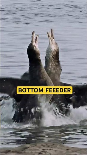 Bottom Feeders of the Sea: Meet the Petrel