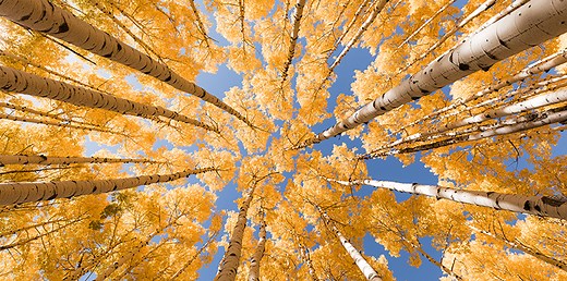 Pando Aspen Grove Recovering, Partially | Grand Canyon Trust