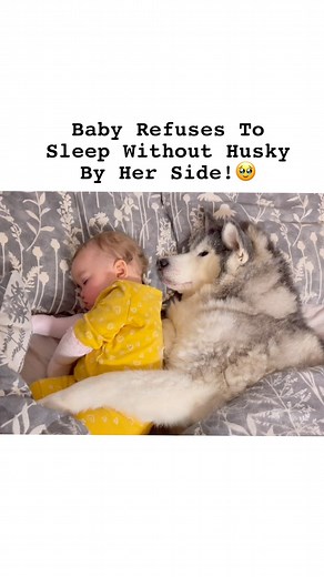 The cutest way to fall asleep!?🥹💖. #huskylife | Milperthusky