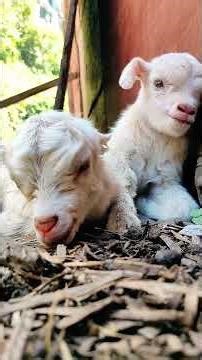 The Goats Are NOT OKAY (Hilarious Baby Goat Fails