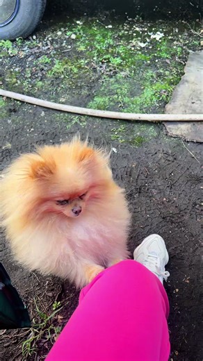 T4 Camper Conversion: Part 2 Insights