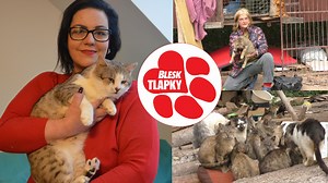 Kočky z maringotky v Chýnově už budou moci odejít do adopce. Stát se snaží zabránit tomu, aby se vrátily k tyrance  | Blesk TV