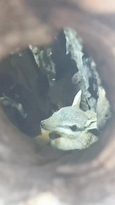 A changing climate, bushfires, and invasive species are pushing our native animals to the brink of extinction. But together, we can make a difference. Your support is critical to our science-backed conservation programs, protecting iconic species like the Numbat. Every donation counts! Give today and help us safeguard Australia's precious wildlife for generations to come. bit.ly/AWC-Xmas-2024 | Australian Wildlife Conservancy