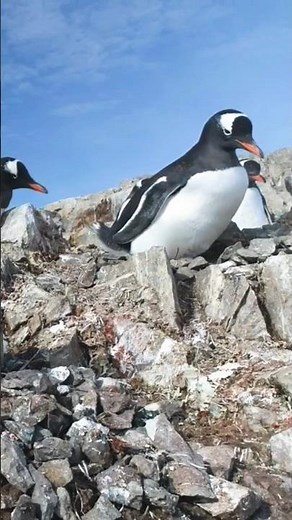 Antarctica Gentoo Penguin Sounds