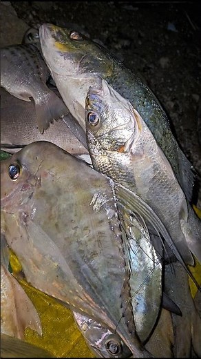 Awesome fishing mania #fishing #mantapang #anglerindonesia #fishing #fishingmania #mancingmania