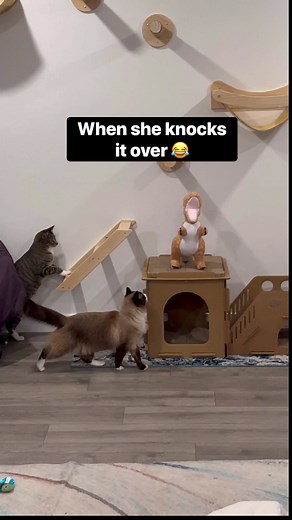 114K views · 1.2K reactions | When she knocks it over  #funnycatvideos #catlovers #cat | Luna & Ghost | Facebook